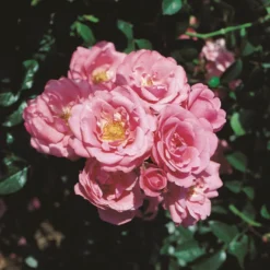 'Bella Rosa'® Rosa X 'Bella Rosa'® (Buketrose) A-Kvalitet,- Barrods Roser Min. 3 Grene -GrønGlæde Salgsbutik p267 53548 rosa x bella rosa buketrose 8629