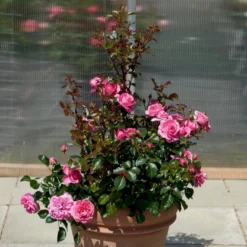 'Berleburg'™ Rosa X 'Berleburg'™ (Buketrose) A-Kvalitet,- Barrods Roser Min. 3 Grene -GrønGlæde Salgsbutik p268 51758 rosa x berleburg buketrose 55ce