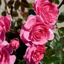 'Berleburg'™ Rosa X 'Berleburg'™ (Buketrose) A-Kvalitet,- Barrods Roser Min. 3 Grene -GrønGlæde Salgsbutik p268 51759 rosa x berleburg buketrose 1fb2