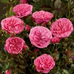 'Berleburg'™ Rosa X 'Berleburg'™ (Buketrose) A-Kvalitet,- Barrods Roser Min. 3 Grene -GrønGlæde Salgsbutik p268 51760 rosa x berleburg buketrose 11c6