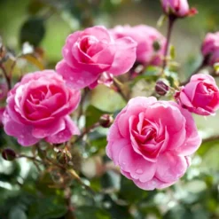 'Berleburg'™ Rosa X 'Berleburg'™ (Buketrose) A-Kvalitet,- Barrods Roser Min. 3 Grene -GrønGlæde Salgsbutik p268 51761 rosa x berleburg buketrose 892e