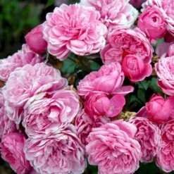 'Berleburg'™ Rosa X 'Berleburg'™ (Buketrose) A-Kvalitet,- Barrods Roser Min. 3 Grene -GrønGlæde Salgsbutik p268 51762 rosa x berleburg buketrose 6c13