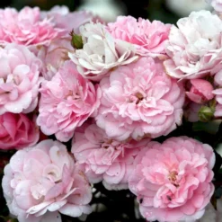 Nye udgivelser 21 'Bonica 82' Rosa X 'Bonica 82' A-Kvalitet,- Barrods Roser Min. 3 Grene