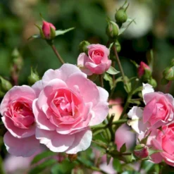 'Bonica 82' Rosa X 'Bonica 82' A-Kvalitet,- Barrods Roser Min. 3 Grene -GrønGlæde Salgsbutik p271 51447 rosa x bonica 82 a3c1