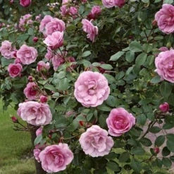 'Bonica 82' Rosa X 'Bonica 82' A-Kvalitet,- Barrods Roser Min. 3 Grene -GrønGlæde Salgsbutik p271 51448 rosa x bonica 82 9df7