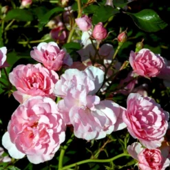 'Bonica 82' Rosa X 'Bonica 82' A-Kvalitet,- Barrods Roser Min. 3 Grene -GrønGlæde Salgsbutik p271 51450 rosa x bonica 82 a630