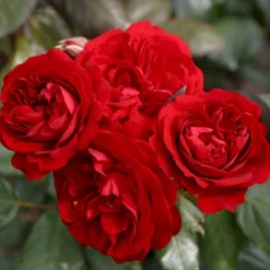 'Christian IV'® Rosa X 'Christian IV'® (Buketrose) A-Kvalitet,- Barrods Roser Min. 3 Grene -GrønGlæde Salgsbutik p272 53555 rosa x christian iv buketrose c9e9