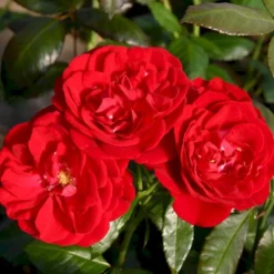 'Christian IV'® Rosa X 'Christian IV'® (Buketrose) A-Kvalitet,- Barrods Roser Min. 3 Grene -GrønGlæde Salgsbutik p272 53556 rosa x christian iv buketrose a80f