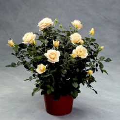 'Crystal™ Palace'® Rosa X 'Crystal™ Palace'® (Palacerose) A-Kvalitet,- Barrods Roser Min. 3 Grene -GrønGlæde Salgsbutik p274 51885 rosa x crystal palace palacerose ae67