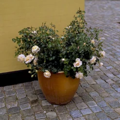 'Crystal™ Palace'® Rosa X 'Crystal™ Palace'® (Palacerose) A-Kvalitet,- Barrods Roser Min. 3 Grene -GrønGlæde Salgsbutik p274 51886 rosa x crystal palace palacerose 91f1