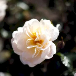 'Crystal™ Palace'® Rosa X 'Crystal™ Palace'® (Palacerose) A-Kvalitet,- Barrods Roser Min. 3 Grene -GrønGlæde Salgsbutik p274 51888 rosa x crystal palace palacerose 00e7