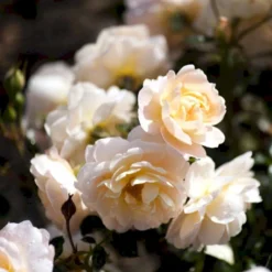 'Crystal™ Palace'® Rosa X 'Crystal™ Palace'® (Palacerose) A-Kvalitet,- Barrods Roser Min. 3 Grene -GrønGlæde Salgsbutik p274 51889 rosa x crystal palace palacerose 0d24