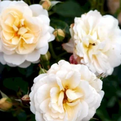 'Crystal™ Palace'® Rosa X 'Crystal™ Palace'® (Palacerose) A-Kvalitet,- Barrods Roser Min. 3 Grene -GrønGlæde Salgsbutik p274 51890 rosa x crystal palace palacerose 5a12