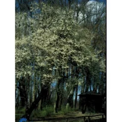 Mirabel Prunus Cerasifera Solitær Busk 150-175 Cm. - Med Klump