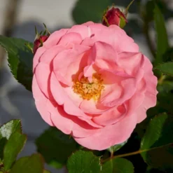 'Egeskov'™ Rosa X 'Egeskov'™ (Slotsrose) A-Kvalitet,- Barrods Roser Min. 3 Grene -GrønGlæde Salgsbutik p278 51775 rosa x egeskov slotsrose 678f