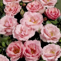 'Egeskov'™ Rosa X 'Egeskov'™ (Slotsrose) A-Kvalitet,- Barrods Roser Min. 3 Grene -GrønGlæde Salgsbutik p278 51776 rosa x egeskov slotsrose a66d