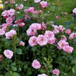 'Egeskov'™ Rosa X 'Egeskov'™ (Slotsrose) A-Kvalitet,- Barrods Roser Min. 3 Grene -GrønGlæde Salgsbutik p278 51777 rosa x egeskov slotsrose 4c34