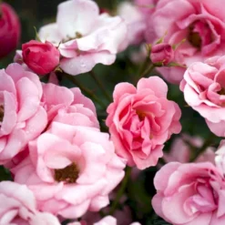 'Egeskov'™ Rosa X 'Egeskov'™ (Slotsrose) A-Kvalitet,- Barrods Roser Min. 3 Grene -GrønGlæde Salgsbutik p278 51779 rosa x egeskov slotsrose b45b