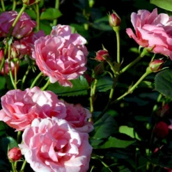'Egeskov'™ Rosa X 'Egeskov'™ (Slotsrose) A-Kvalitet,- Barrods Roser Min. 3 Grene -GrønGlæde Salgsbutik p278 51780 rosa x egeskov slotsrose 3ff5