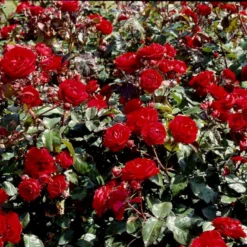 'Europeana' Rosa X 'Europeana' (Buketrose) A-Kvalitet,- Barrods Roser Min. 3 Grene -GrønGlæde Salgsbutik p279 51470 rosa x europeana buketrose 8656