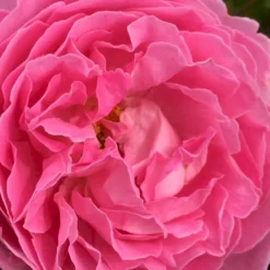 'Rosenresli'® Rosa X 'Rosenresli'® (Slyngrose) A-Kvalitet,- Barrods Roser Min. 3 Grene -GrønGlæde Salgsbutik p2808 52883 rosa x rosenresli slyngrose dc16