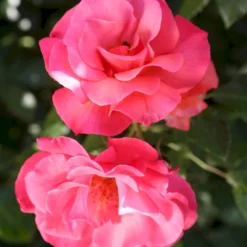 'Rosenresli'® Rosa X 'Rosenresli'® (Slyngrose) A-Kvalitet,- Barrods Roser Min. 3 Grene -GrønGlæde Salgsbutik p2808 53641 rosa x rosenresli slyngrose 65df