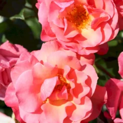 'Rosenresli'® Rosa X 'Rosenresli'® (Slyngrose) A-Kvalitet,- Barrods Roser Min. 3 Grene -GrønGlæde Salgsbutik p2808 53642 rosa x rosenresli slyngrose 7683