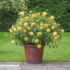 'Golden Celebration' Rosa X 'Golden Celebration' (Engelsk Rose) A-Kvalitet,- Barrods Roser Min. 3 Grene -GrønGlæde Salgsbutik p2810 53009 rosa x golden celebration engelsk rose 1da1