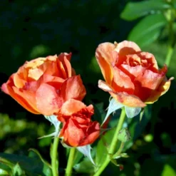 'Fellowship' Rosa X 'Fellowship' (Buketrose) A-Kvalitet,- Barrods Roser Min. 3 Grene -GrønGlæde Salgsbutik p281 51480 rosa x fellowship buketrose 3599