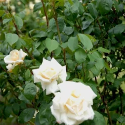'Ilse Krohn Superior'® Rosa Kordesii 'Ilse Krohn Superior'® (Slyngrose) A-Kvalitet,- Barrods Roser Min. 3 Grene -GrønGlæde Salgsbutik p2823 52434 rosa kordesii ilse krohn superior slyngrose 3e31