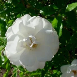 'Ilse Krohn Superior'® Rosa Kordesii 'Ilse Krohn Superior'® (Slyngrose) A-Kvalitet,- Barrods Roser Min. 3 Grene -GrønGlæde Salgsbutik p2823 52435 rosa kordesii ilse krohn superior slyngrose b1b9