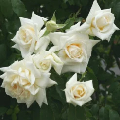 'Ilse Krohn Superior'® Rosa Kordesii 'Ilse Krohn Superior'® (Slyngrose) A-Kvalitet,- Barrods Roser Min. 3 Grene -GrønGlæde Salgsbutik p2823 53587 rosa kordesii ilse krohn superior slyngrose b5eb