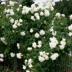 'Ilse Krohn Superior'® Rosa Kordesii 'Ilse Krohn Superior'® (Slyngrose) A-Kvalitet,- Barrods Roser Min. 3 Grene -GrønGlæde Salgsbutik p2823 53588 rosa kordesii ilse krohn superior slyngrose 001a