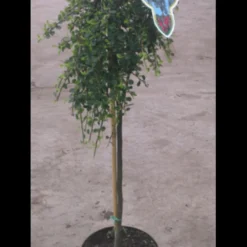 Opstammet Dværgmispel Cotoneaster Micr. 'streib'S Findling' Opstammet 60 Cm. Med Potte -GrønGlæde Salgsbutik p2829 2195 cotoneaster micr streib s findling 5413