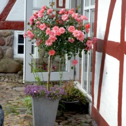 'Fredensborg'™ Rosa X 'Fredensborg'™ (Slotsrose) A-Kvalitet,- Barrods Roser Min. 3 Grene -GrønGlæde Salgsbutik p283 51785 rosa x fredensborg slotsrose 1d9c