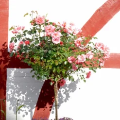 'Fredensborg'™ Rosa X 'Fredensborg'™ (Slotsrose) A-Kvalitet,- Barrods Roser Min. 3 Grene -GrønGlæde Salgsbutik p283 51786 rosa x fredensborg slotsrose 1b05