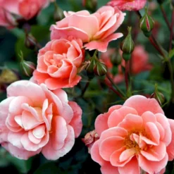 'Fredensborg'™ Rosa X 'Fredensborg'™ (Slotsrose) A-Kvalitet,- Barrods Roser Min. 3 Grene -GrønGlæde Salgsbutik p283 51787 rosa x fredensborg slotsrose bd0e