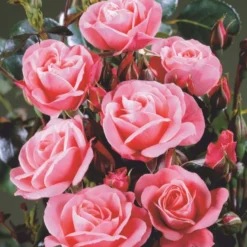'Fredensborg'™ Rosa X 'Fredensborg'™ (Slotsrose) A-Kvalitet,- Barrods Roser Min. 3 Grene -GrønGlæde Salgsbutik p283 51788 rosa x fredensborg slotsrose 37a0
