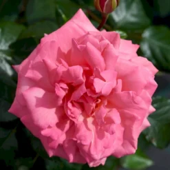 'Frederiksborg'™ Rosa X 'Frederiksborg'™ (Slotsrose) A-Kvalitet,- Barrods Roser Min. 3 Grene -GrønGlæde Salgsbutik p284 51790 rosa x frederiksborg slotsrose 6012