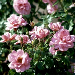 'Frederiksborg'™ Rosa X 'Frederiksborg'™ (Slotsrose) A-Kvalitet,- Barrods Roser Min. 3 Grene -GrønGlæde Salgsbutik p284 51791 rosa x frederiksborg slotsrose 6e6a