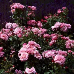 'Frederiksborg'™ Rosa X 'Frederiksborg'™ (Slotsrose) A-Kvalitet,- Barrods Roser Min. 3 Grene -GrønGlæde Salgsbutik p284 51792 rosa x frederiksborg slotsrose e7b5