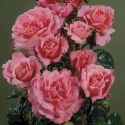 'Frederiksborg'™ Rosa X 'Frederiksborg'™ (Slotsrose) A-Kvalitet,- Barrods Roser Min. 3 Grene -GrønGlæde Salgsbutik p284 51793 rosa x frederiksborg slotsrose 6b99