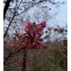 Prydkirsebær 'Fukubana' Prunus 'Fukubana' Solitær Busk 150-200 Cm. - Med Klump