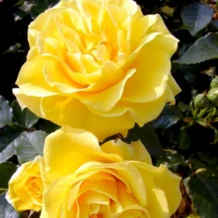 'Friesia'® Rosa X 'Friesia'® (Buketrose) A-Kvalitet,- Barrods Roser Min. 3 Grene -GrønGlæde Salgsbutik p285 51487 rosa x friesia buketrose 8746