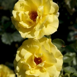 'Friesia'® Rosa X 'Friesia'® (Buketrose) A-Kvalitet,- Barrods Roser Min. 3 Grene -GrønGlæde Salgsbutik p285 53569 rosa x friesia buketrose 8d1b