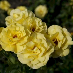 'Friesia'® Rosa X 'Friesia'® (Buketrose) A-Kvalitet,- Barrods Roser Min. 3 Grene -GrønGlæde Salgsbutik p285 53570 rosa x friesia buketrose c58c