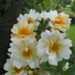 'Hybrida' Rosa Helenae 'Hybrida' (Slyngrose) A-Kvalitet,- Barrods Roser Min. 3 Grene -GrønGlæde Salgsbutik p28612 53418 rosa helenae hybrida slyngrose 16d6