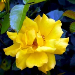 'Goldmarie 82'® Rosa X 'Goldmarie 82'® (Buketrose) A-Kvalitet,- Barrods Roser Min. 3 Grene