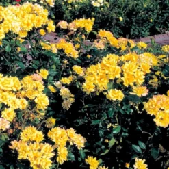 'Goldmarie 82'® Rosa X 'Goldmarie 82'® (Buketrose) A-Kvalitet,- Barrods Roser Min. 3 Grene -GrønGlæde Salgsbutik p288 51514 rosa x goldmarie 82 buketrose a3f4