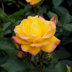 'Goldmarie 82'® Rosa X 'Goldmarie 82'® (Buketrose) A-Kvalitet,- Barrods Roser Min. 3 Grene -GrønGlæde Salgsbutik p288 53576 rosa x goldmarie 82 buketrose 08ff